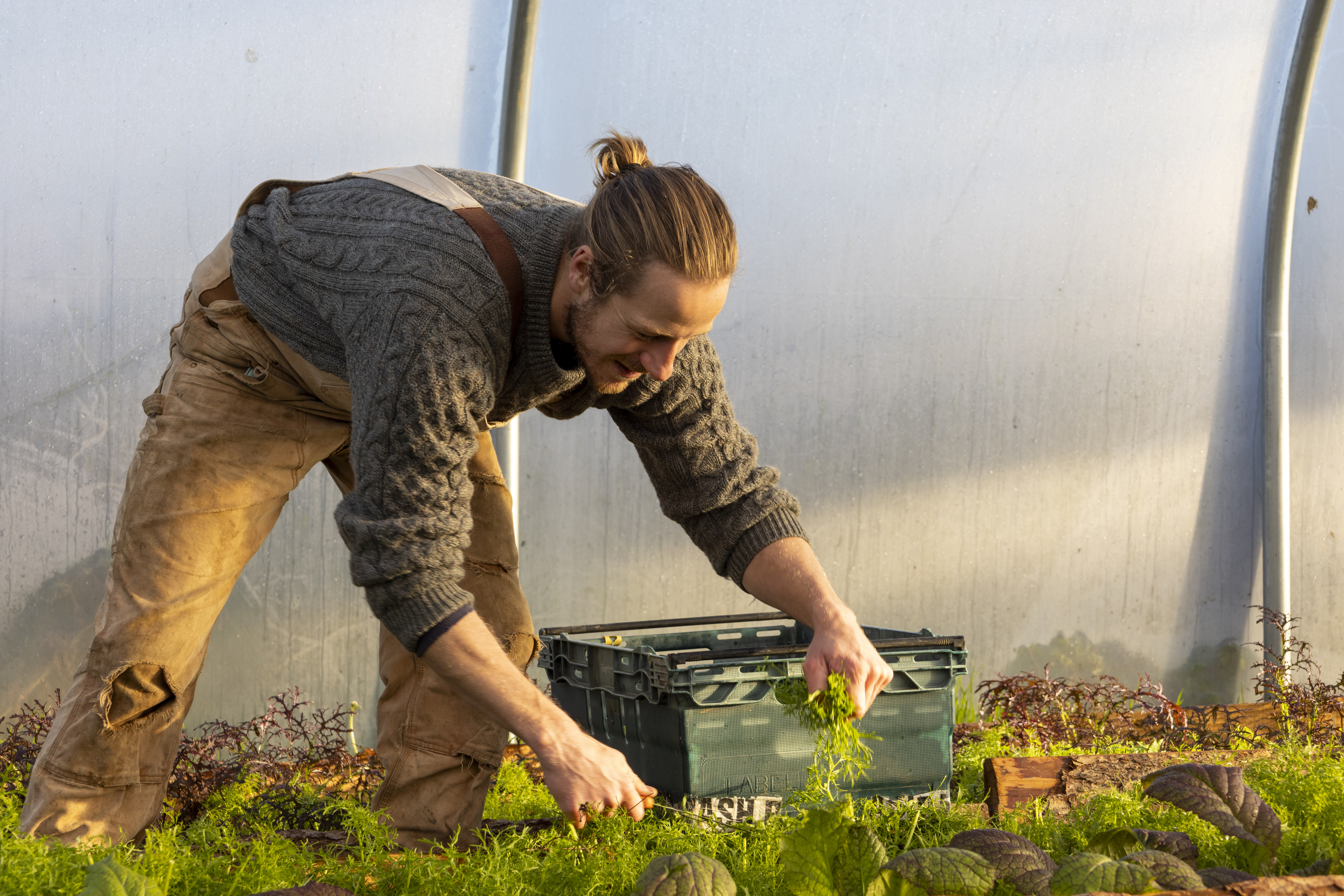 Farmer harvesting in the polytunnel at Village Farm