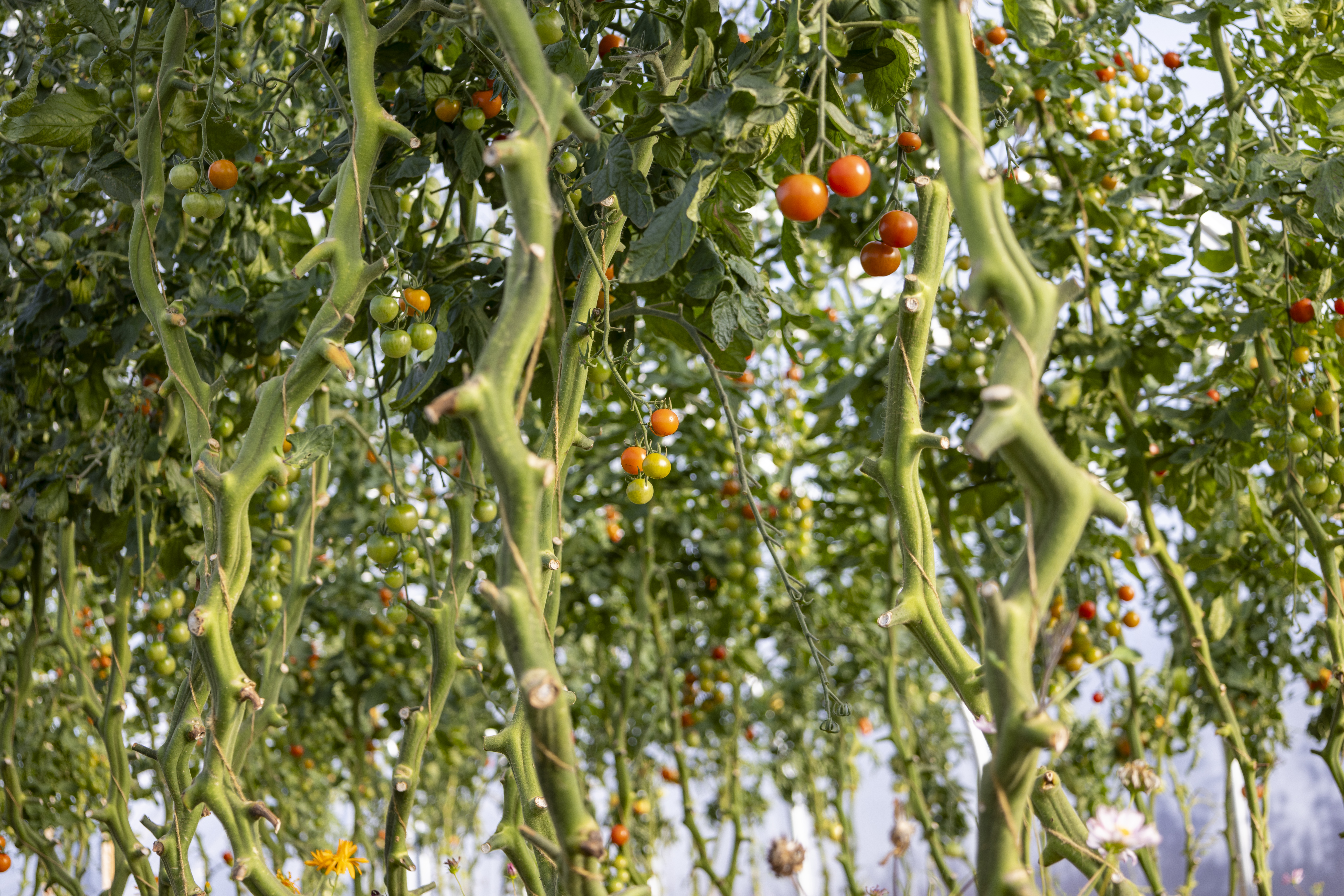 Cherry tomatoes growing on the vine